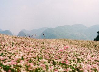 Du lịch Đông Bắc Mùa Thu sống ảo ở những cánh đồng tam giác mạch đẹp trong trẻo tou dong bac mua thu